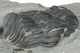 Enrolled Eldredgeops Trilobite Fossil - New York #191159-2